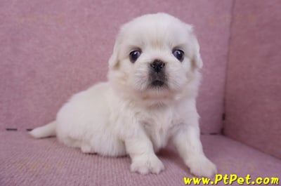 10/31北京狗母幼犬1號(台北北投)4