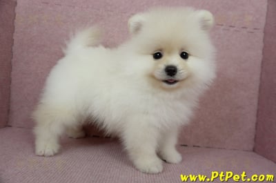 12/15迷你型松鼠白博美公幼犬(台東市)5