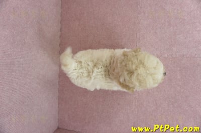 03/12泰迪比熊公幼犬(高雄鳳山)11