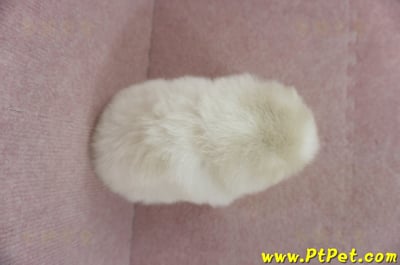 02/11迷你型松鼠白博美母幼犬(屏東市)7