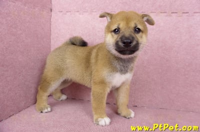 06/09赤色柴犬公幼犬3號(高雄橋頭)5