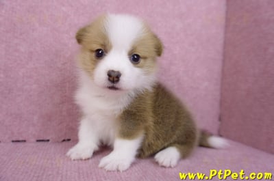 07/09雙色柯基犬母幼犬7