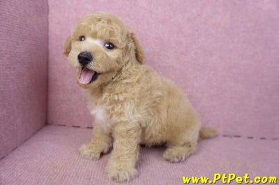 01/20泰迪比熊公幼犬(屏東內埔)13