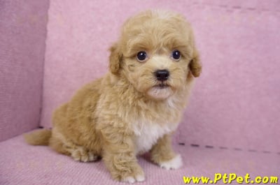 08/12泰迪比熊母幼犬2號(桃園龜山)4