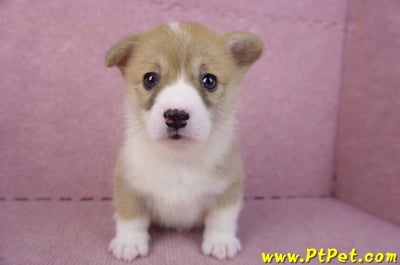 10/13雙色柯基犬母幼犬4號(新北板橋)3