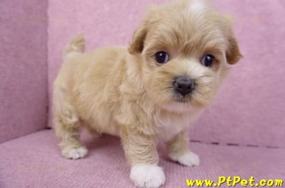 08/06奶油色馬爾泰迪母幼犬1號(桃園新屋)7