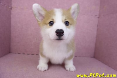 11/30雙色柯基犬公幼犬2號(高雄鳳山)2