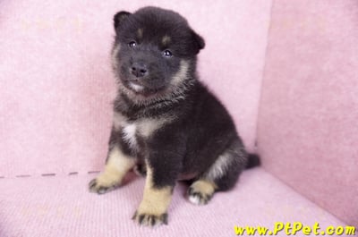 10/15黑色柴犬公幼犬2號(屏東九如)5