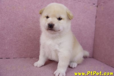 12/10白色柴犬母幼犬6