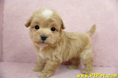 02/14奶油色馬爾泰迪 II 公幼犬(花蓮市)10