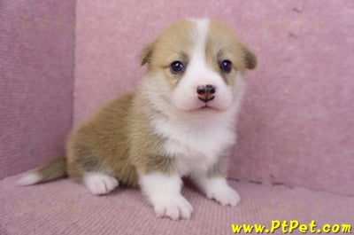 07/09雙色柯基犬母幼犬2