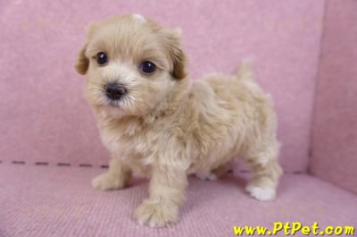 10/18馬爾泰迪母幼犬2號(南投竹山)9