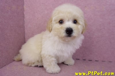 08/14泰迪比熊公幼犬1號(花蓮吉安)6