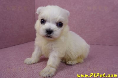 03/20馬爾濟斯公幼犬1號5