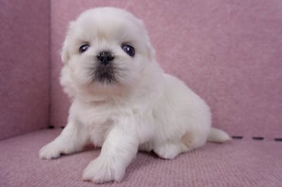 10/31北京狗公幼犬(屏東市)6