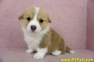 02/09雙色柯基犬母幼犬2號(桃園龍潭)6