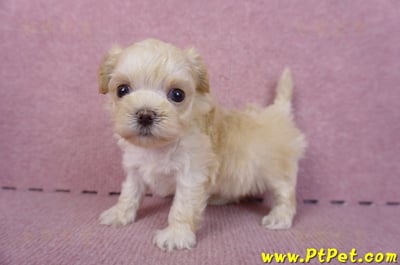 11/02馬爾泰迪 II 公幼犬2號(偏小)(台北信義)7