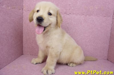 07/18黃金獵犬公幼犬1號(台北內湖)12