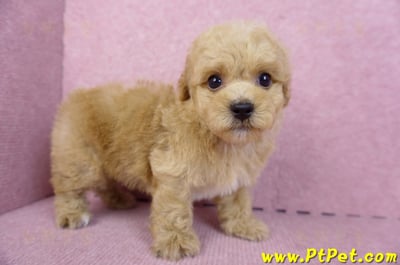 08/12泰迪比熊公幼犬(台北信義)4