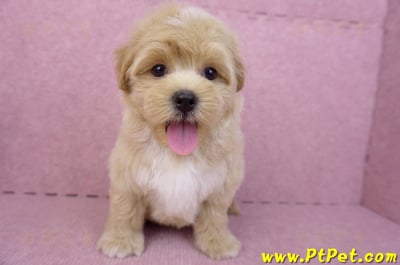 08/06奶油色馬爾泰迪公幼犬1號(桃園中壢)3