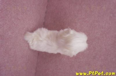 06/26迷你型馬爾濟斯 II 公幼犬1號(台東市)10