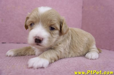 01/30馬爾泰迪公幼犬1號7