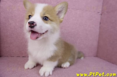 11/05雙色柯基犬公幼犬1號(高雄三民)11