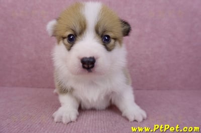 05/31雙色柯基犬母幼犬1