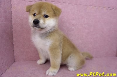 05/20赤色柴犬公幼犬(苗栗公館)9