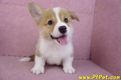 10/10雙色柯基犬母幼犬1號(宜蘭市)3