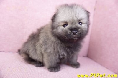 02/10棕色松鼠博美公幼犬5