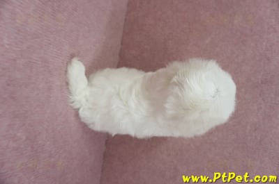 04/17迷你型馬爾濟斯公幼犬(台中北屯)10