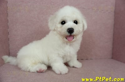 01/12比熊犬公幼犬(花蓮吉安)8