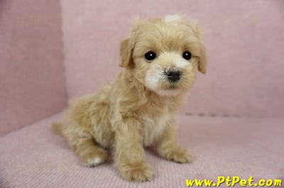 01/15奶油色馬爾泰迪公幼犬(屏東高樹)8