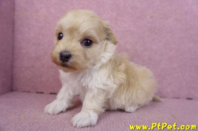 12/10馬爾泰迪公幼犬3號5