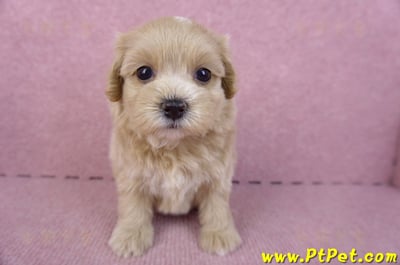 10/18馬爾泰迪母幼犬2號(南投竹山)1