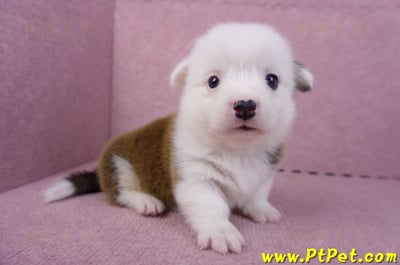 11/02雙色柯基犬公幼犬3號(高雄林園)4