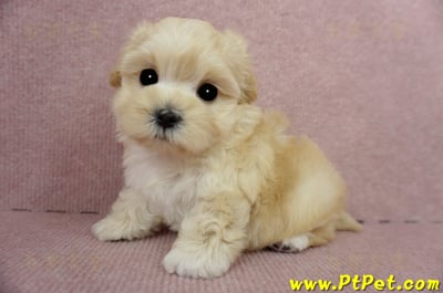 03/21奶油色馬爾泰迪母幼犬(基隆市)7