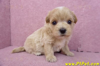 08/06奶油色馬爾泰迪母幼犬2號(高雄鼓山)3