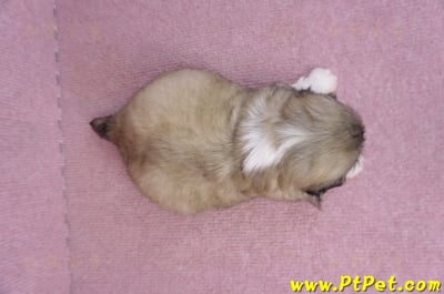 10/31松色北京狗母幼犬(新北三重)8