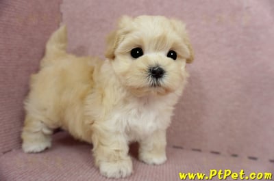 03/21奶油色馬爾泰迪母幼犬(基隆市)4