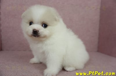 02/11迷你型松鼠白博美母幼犬(屏東市)5