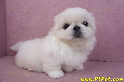 12/17北京狗公幼犬2號5