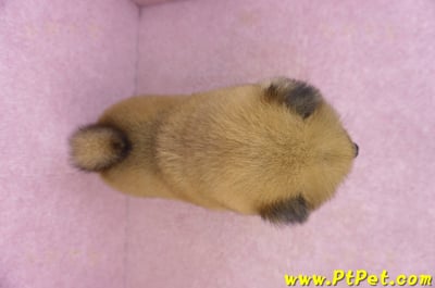 03/09赤色長毛柴犬公幼犬9