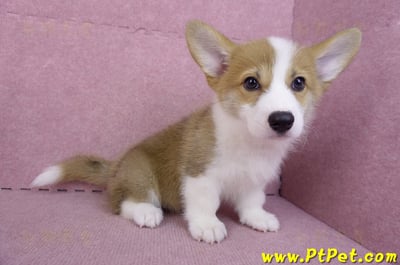 10/10雙色柯基犬母幼犬(高雄大寮)6