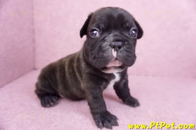 03/21虎斑色法國鬥牛公幼犬4