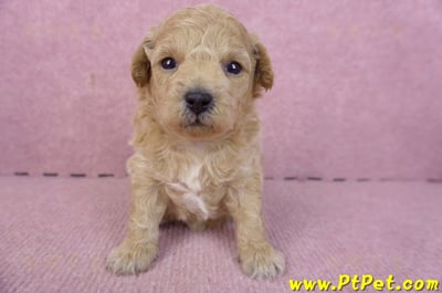 01/20泰迪比熊母幼犬1