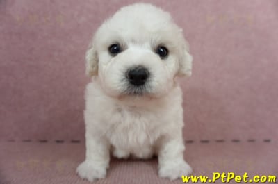 05/22比熊犬公幼犬3號(屏東鹽埔)1