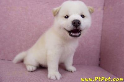 07/22白色柴犬公幼犬6