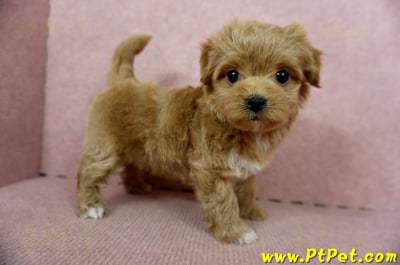 10/25玩具型紅色馬爾泰迪母幼犬(新北土城)7